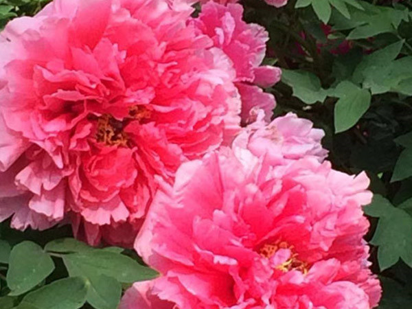 洛陽牡丹花會 洛陽牡丹花會