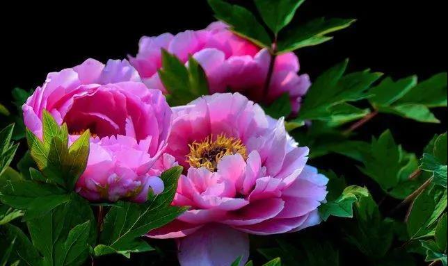 【“豫”見高端 “洛”賞牡丹】您有一封來自凌宇汽車的邀請函，請查收！